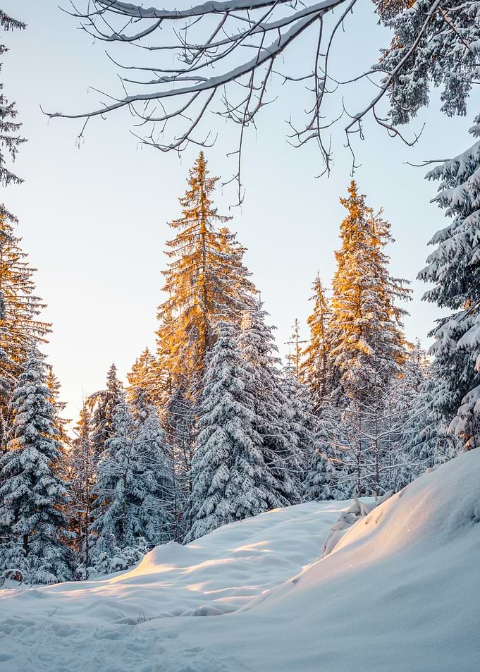 Sunny Winter Morning