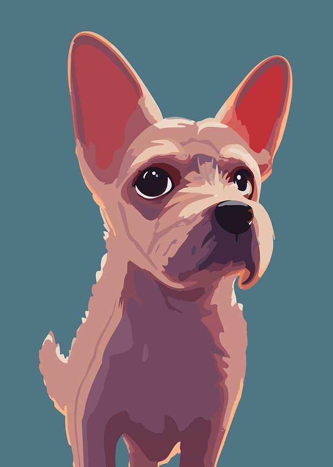 Beautiful Dog