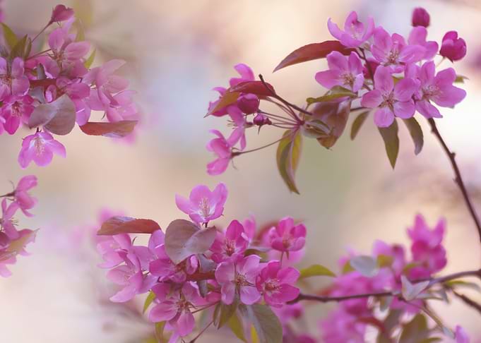 Pink cherry blossom flower