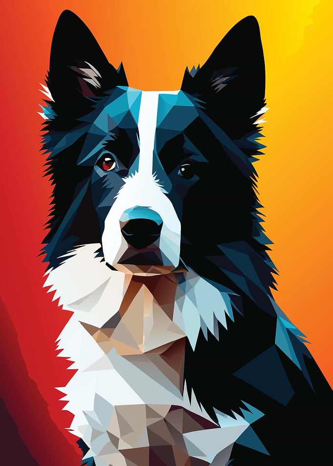 My Dog Border Collie