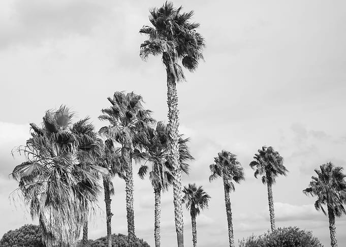 Algarve Palms 2