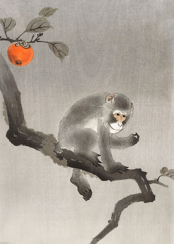 Monkey