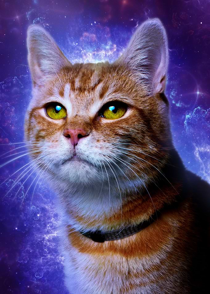 Goose the Cat Poster