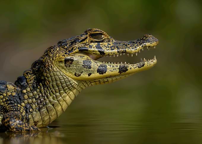 Spectacled Caiman