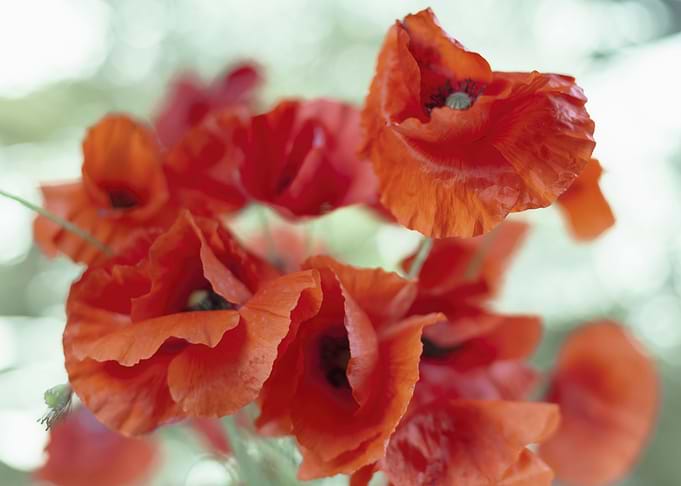 Poppies white bokeh