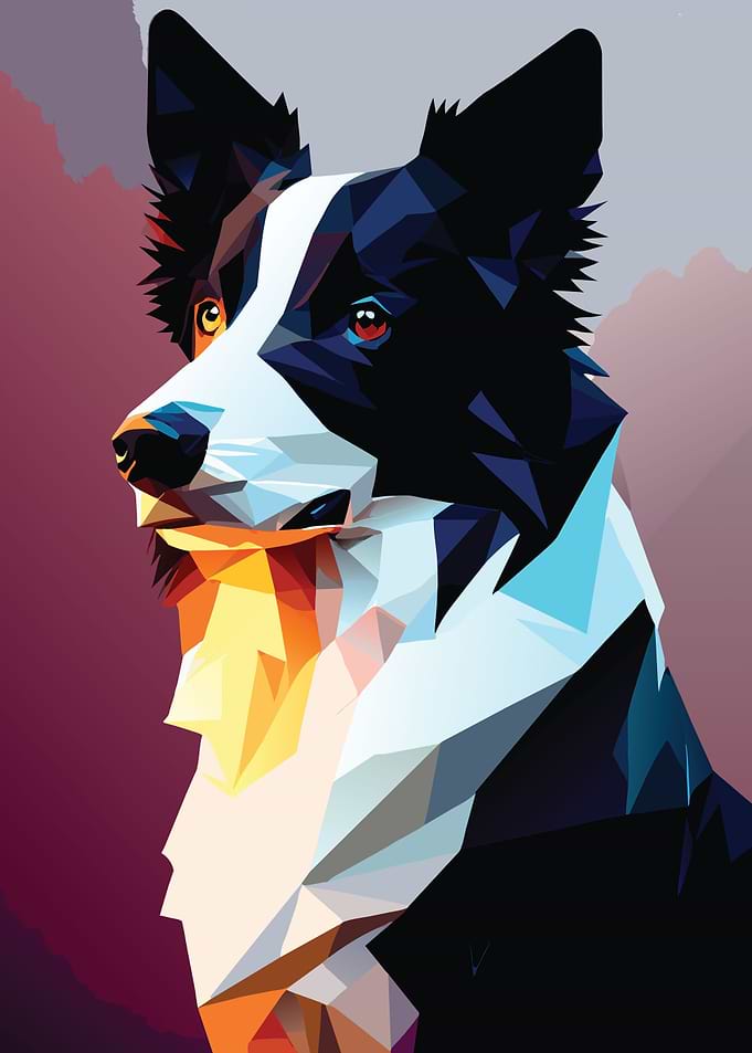 My Dog Border Collie