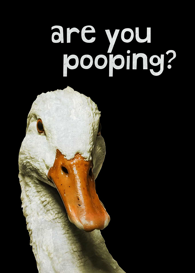Cute Duck Are You Pooping