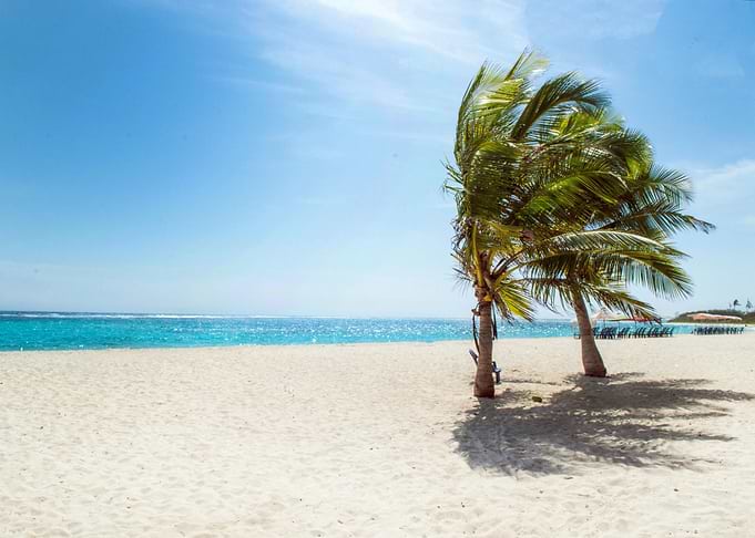 Green Coconut Trees