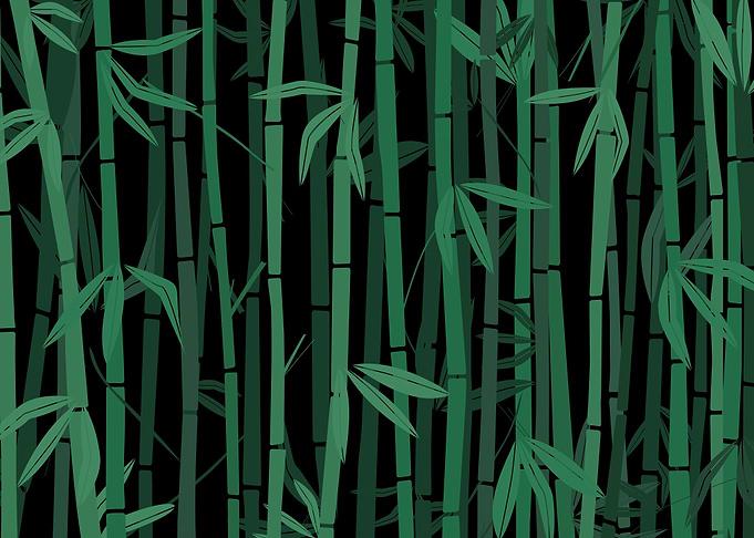 Bamboo forest