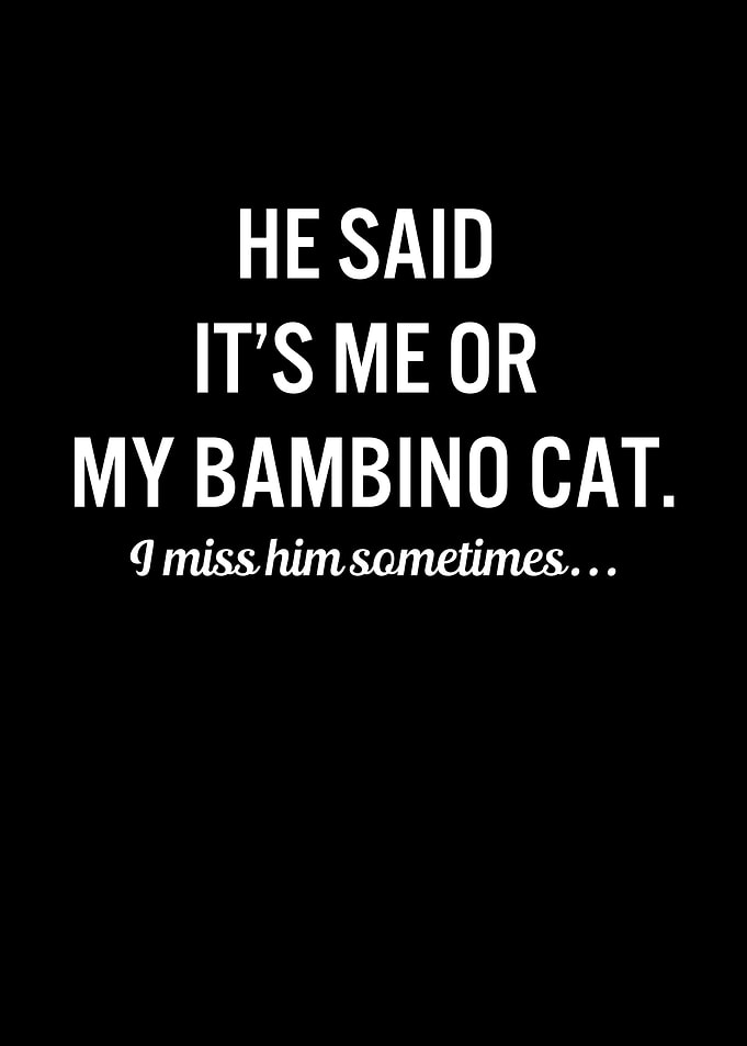 Funny Cats My Bambino Cat