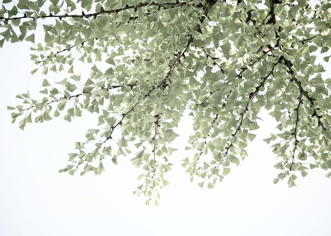 Ginkgo Leaves Dream 4