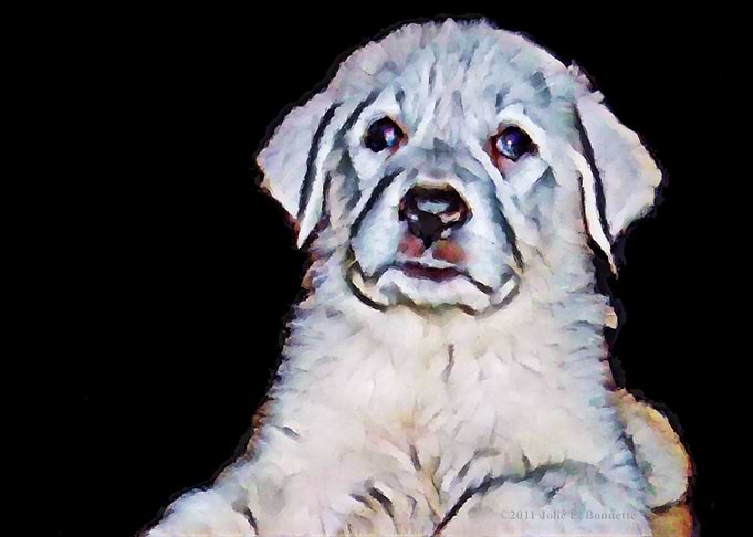 Pyrenees Pup