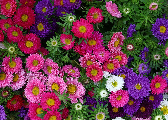 Flowers of The Fall