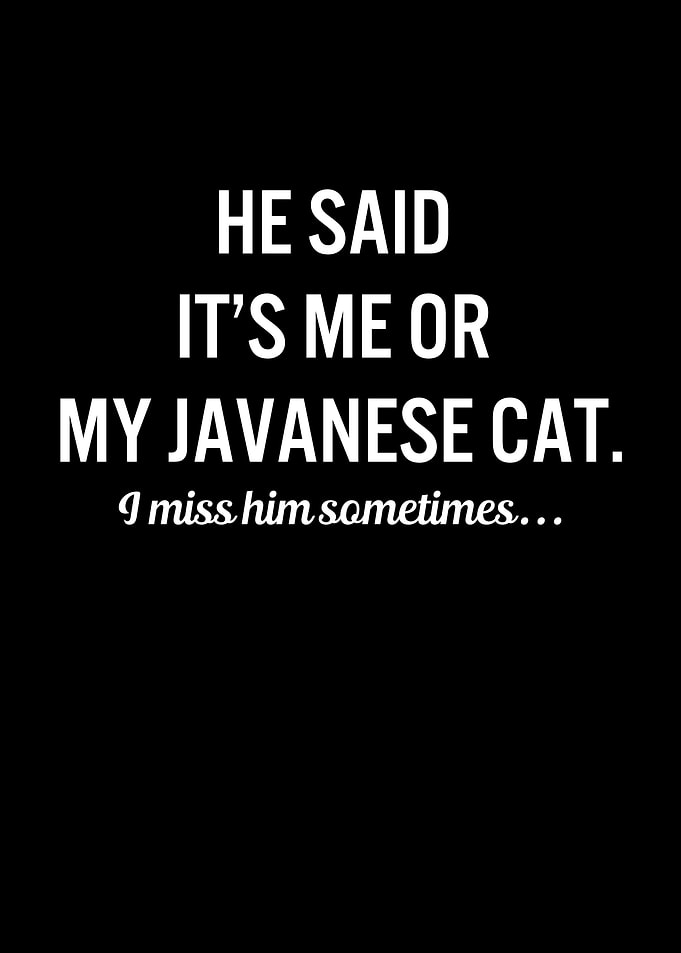 Funny Cats My Javanese Cat