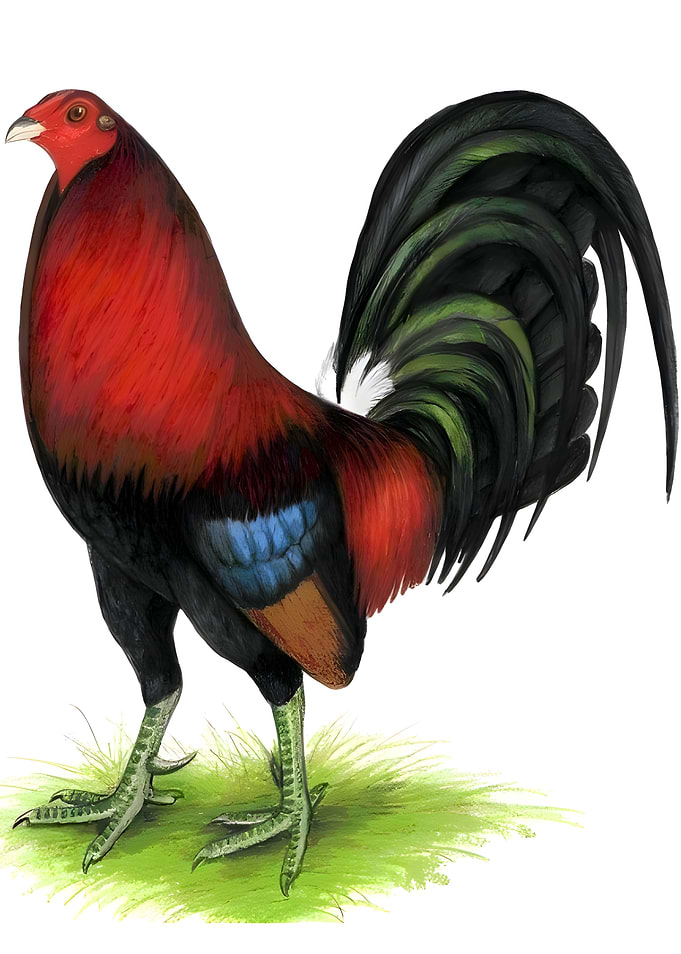 background rooster