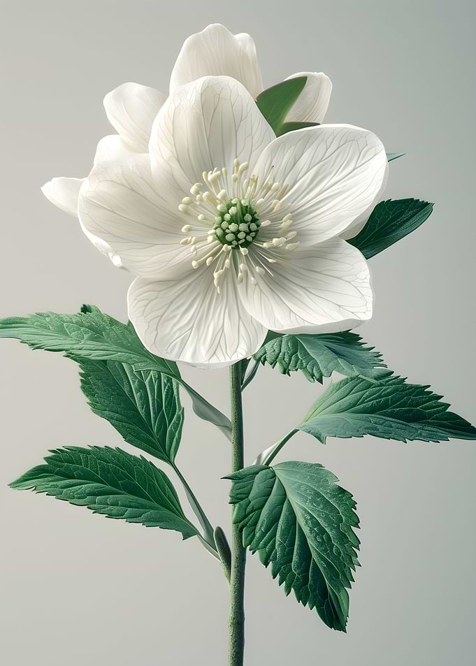 White Flowers Poster