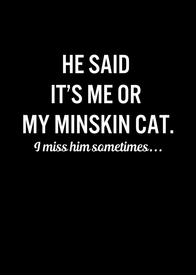 Funny Cats My Minskin Cat