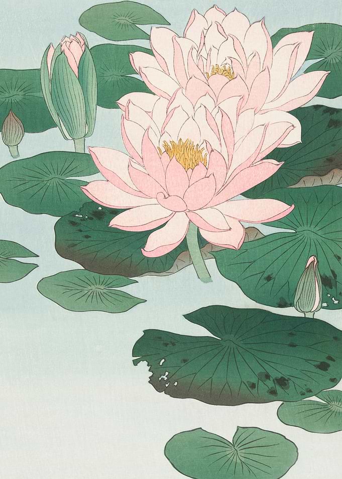 Water Lily