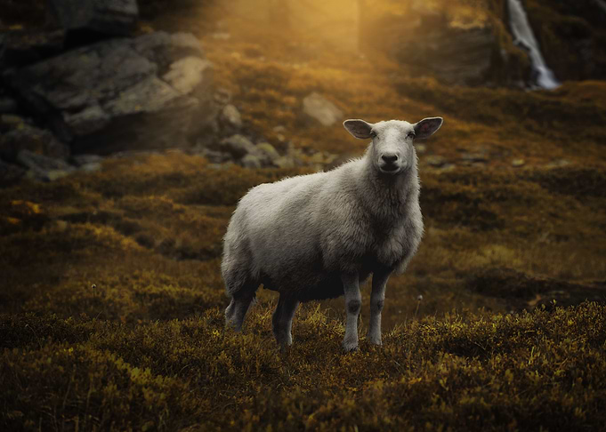 Little fella
