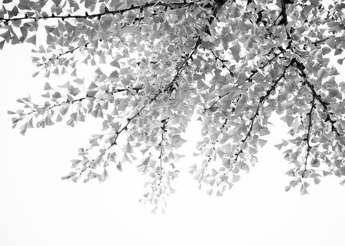 Ginkgo Leaves Dream 5