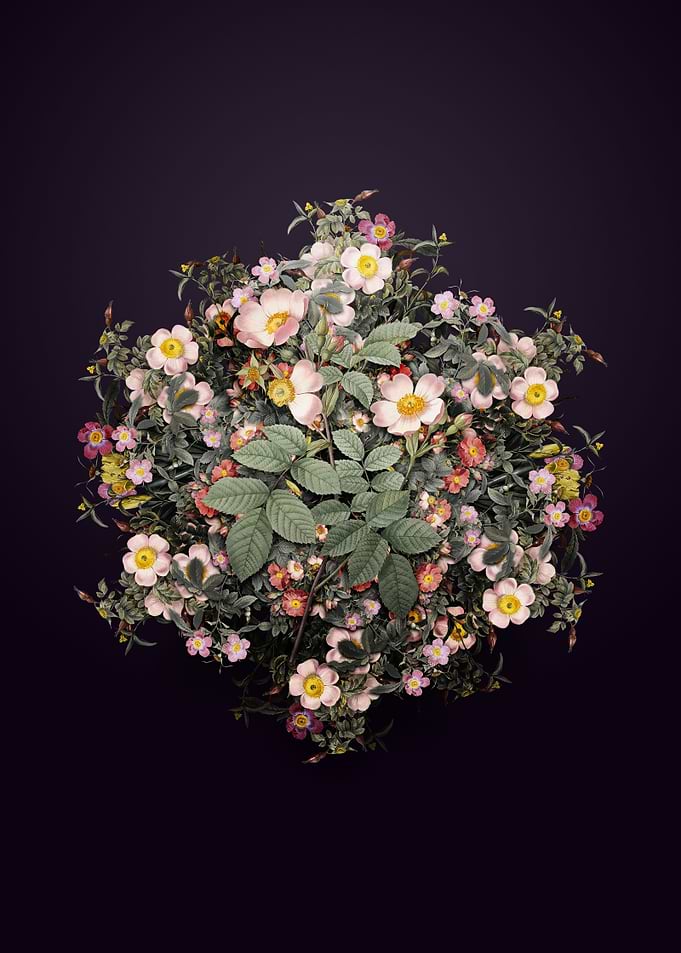 Short Styled Field Rose