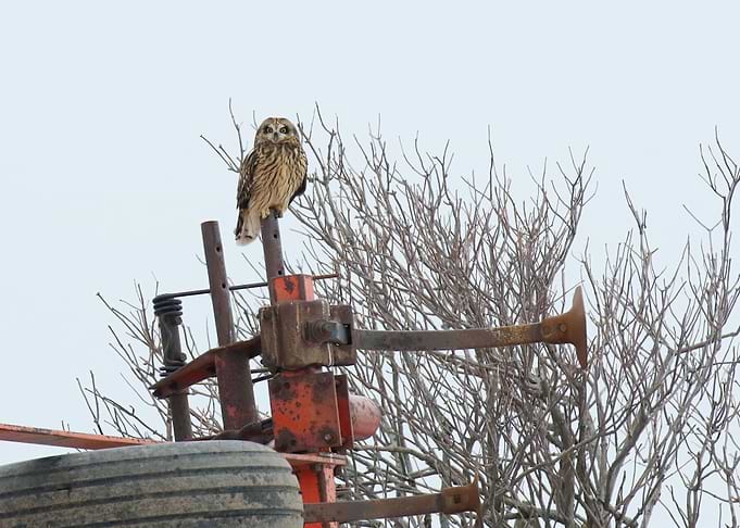 Nifty perch