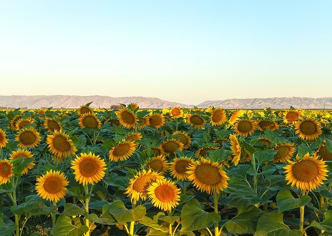 Sunflowers