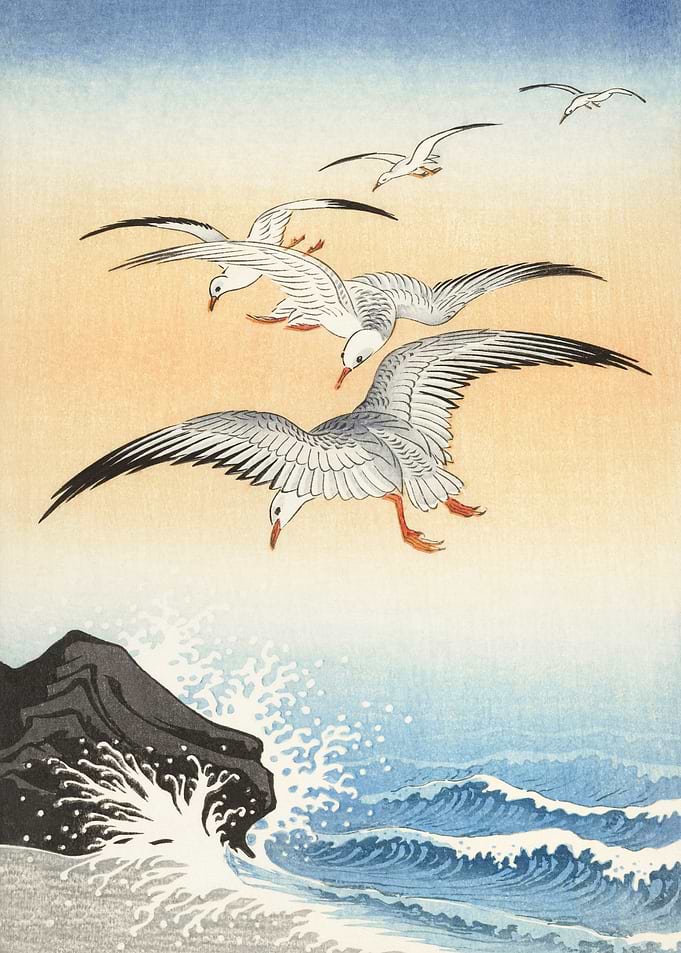 Seagulls