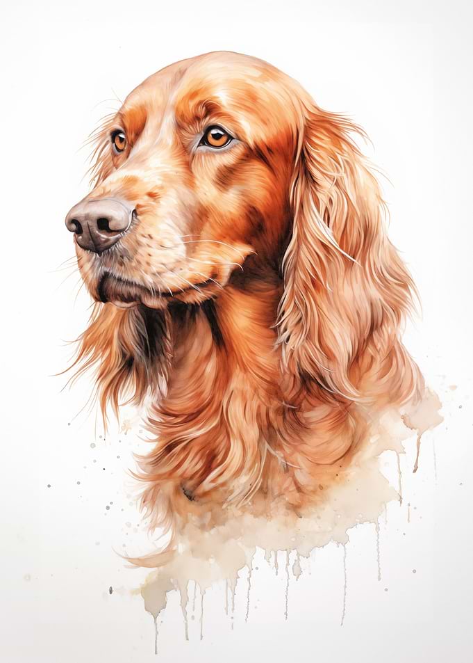 Irish Setter