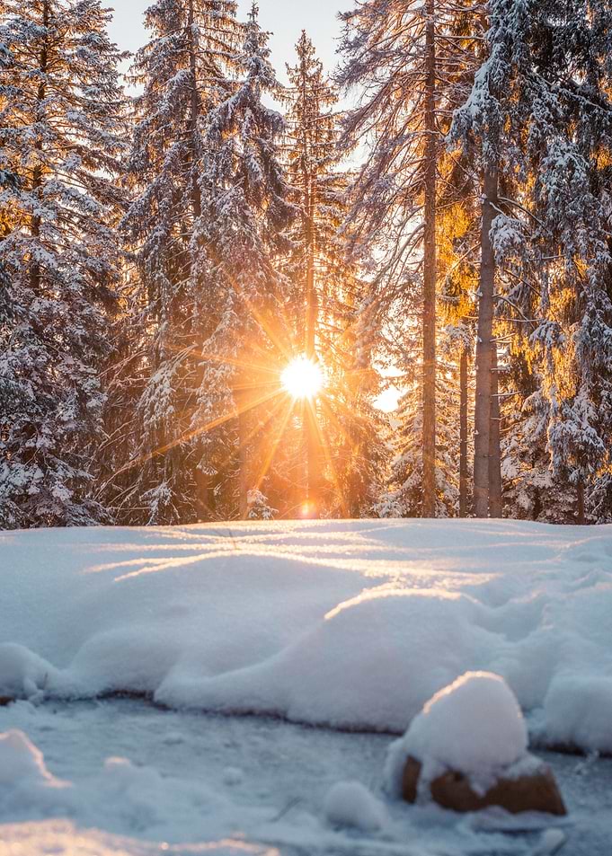 Winter Forest Sunrise