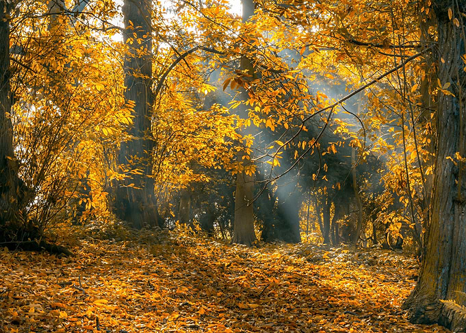 Light and forest