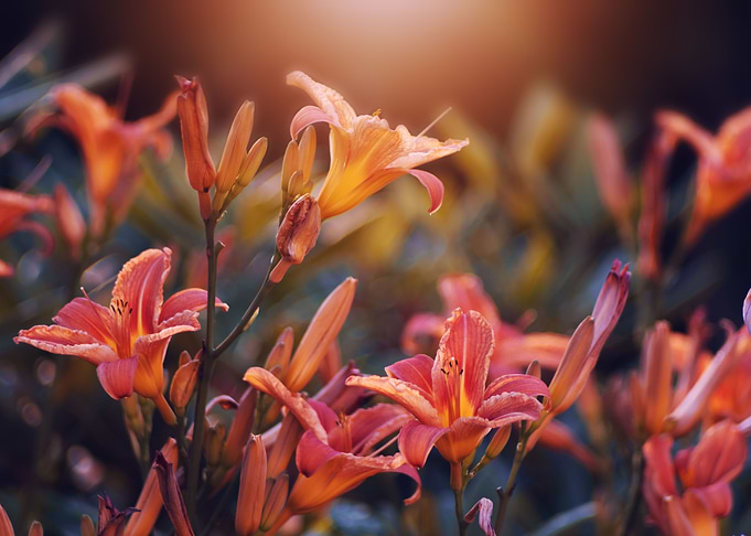 Orange lily flowers garden