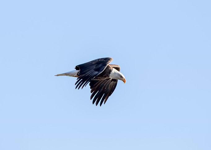 Bald eagle in flight