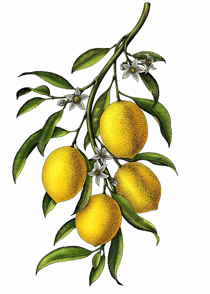 Lemon Branch Vintage