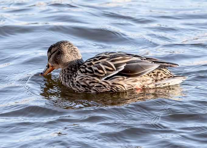 Female mallard feeding
