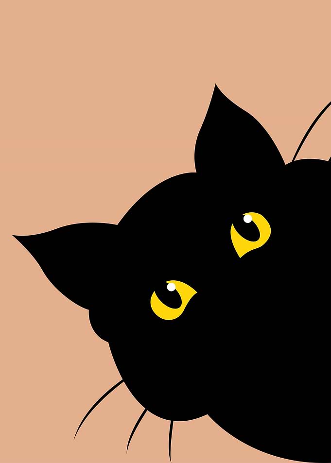Funny Cat Meme
