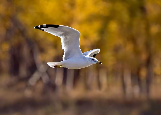 Gull flying on a fall day