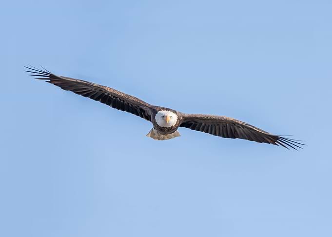 Bald eagles steely gaze