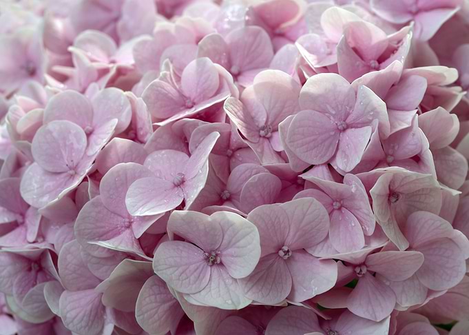 Pink hydrangea flowers