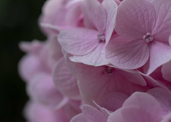 pink hydrangea flowers