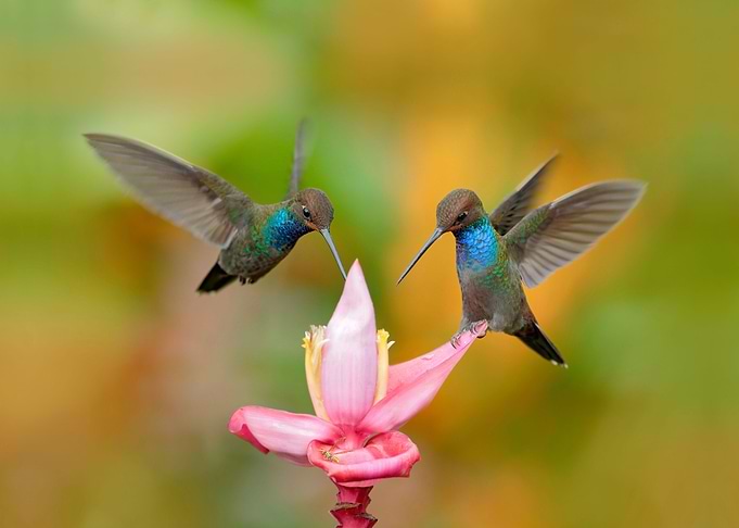 Hummingbird Pink Flowers