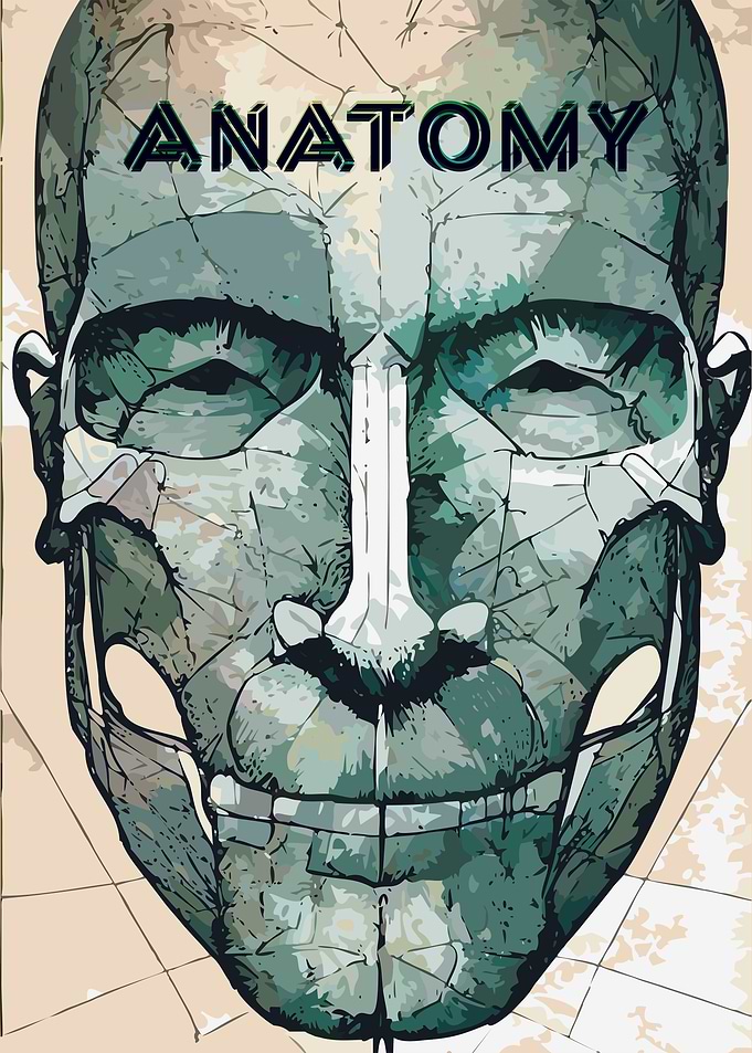 Anatomy Man