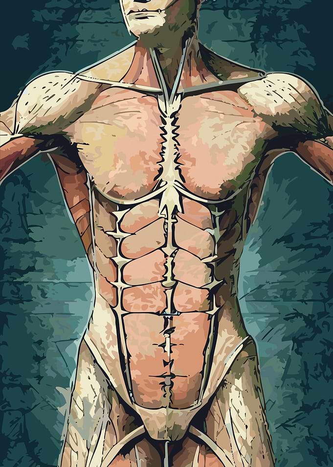 Human Body