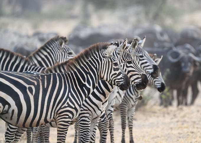 Animals Zebras Wild Zoo