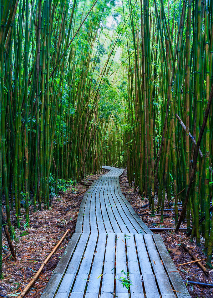 Bamboo grove Maui Hawaii