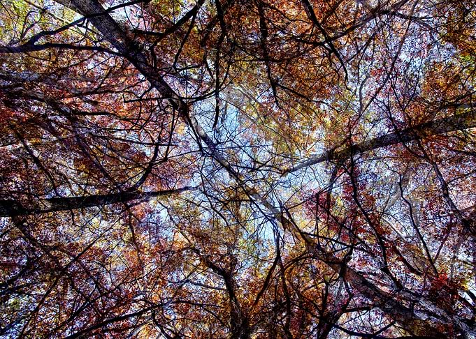 Looking up in the forest