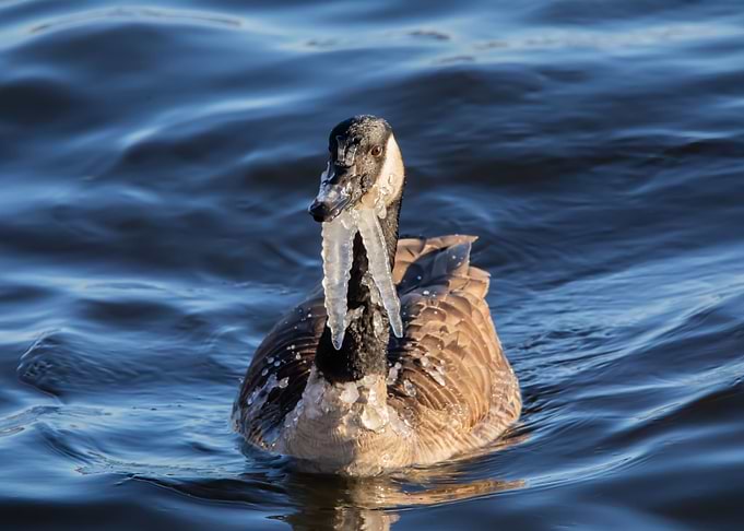 Goose with icicles