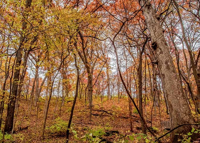 Fall in the forest