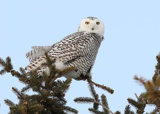 Princess Snowy Owl