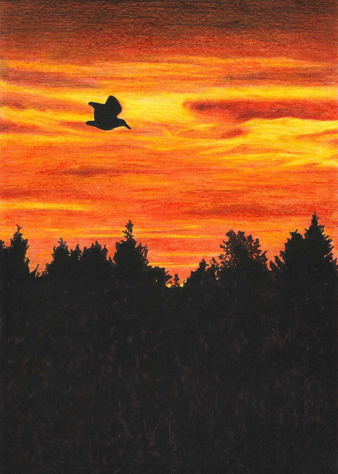 Sunset sky with bird